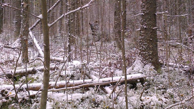 Фотография медведя в лесу Медведь в лесу