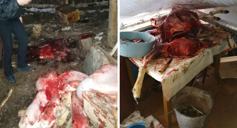 В холодном погребе было обнаружено упакованное в мешки мясо косуль добыча браконьеров