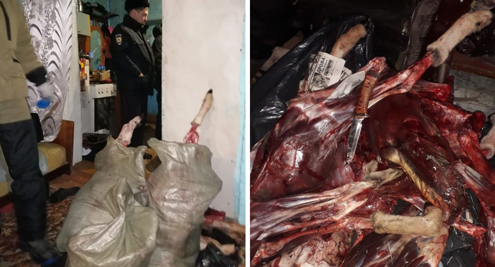 В доме были разбросаны пустые бутылки, кости и фрагменты туш добытых косуль задержание браконьеров