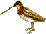 Бекас