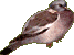 Вяхирь