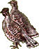 Рябчик, самец внизу