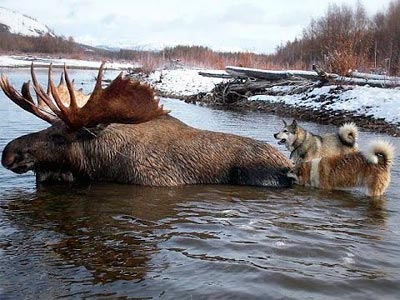 Охота на лося с лайками Охота на лося с собаками