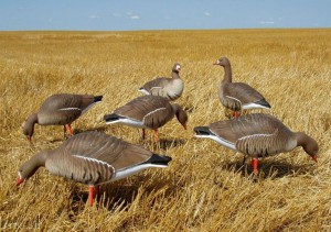 Чучела американской фирмы Avery Greenhead Чучела Avery Greenhead