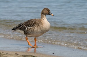 На фото Гусь гуменник Гуменник