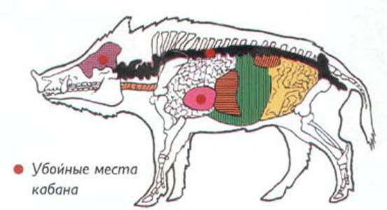 Убойные места кабана
